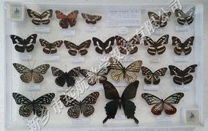 中国蝴蝶150种-7 