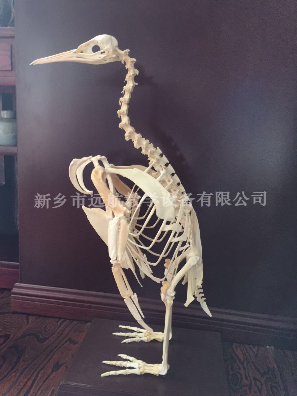 帝企鹅骨骼标本