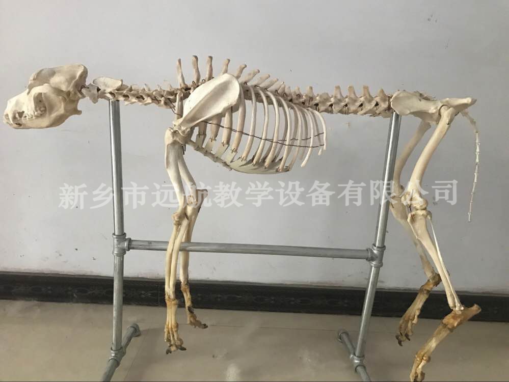 猪骨骼标本