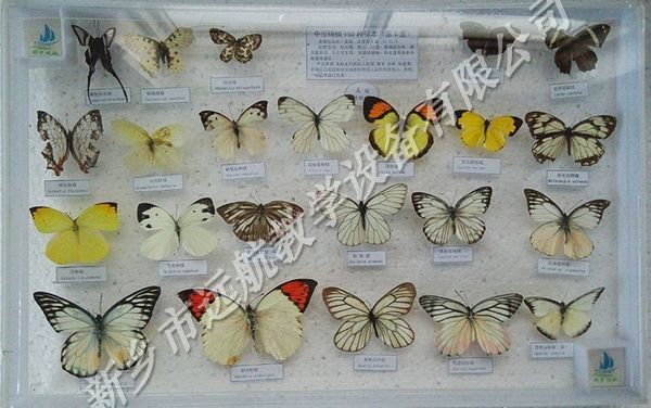 中国蝴蝶150种-5